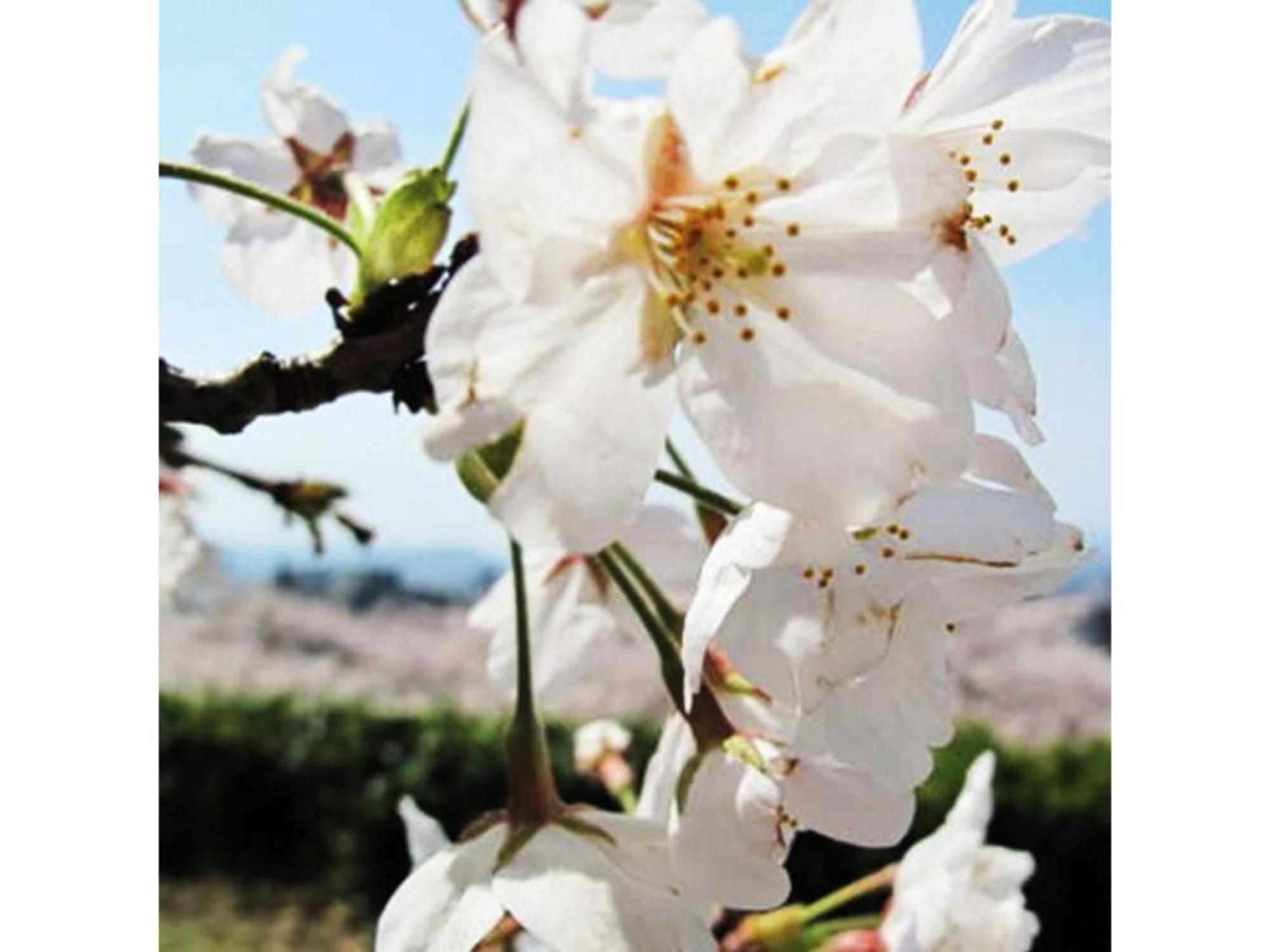 Tottori City Hotel / Vacation STAY 81358 Esterno foto
